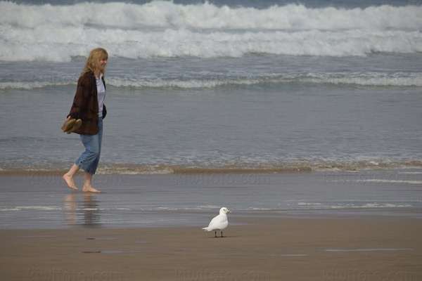 Ivory Gull Photo @ Kiwifoto.com
