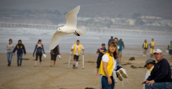 Ivory Gull Photo @ Kiwifoto.com
