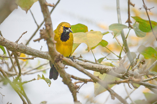 Jamaican Oriole Image @ Kiwifoto.com