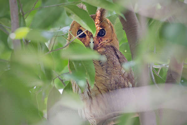 Jamaican Owl