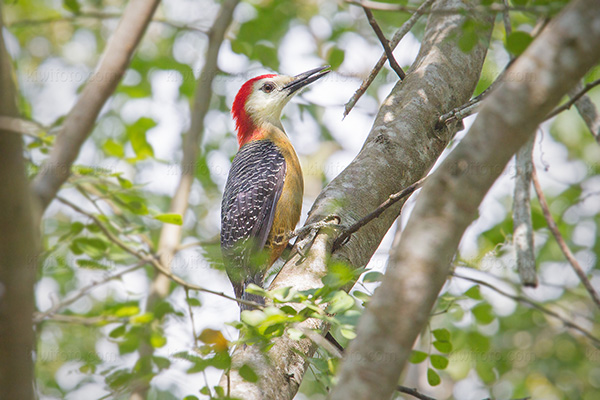 Jamaican Woodpecker