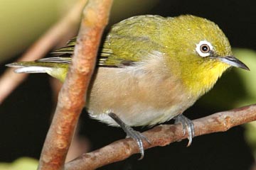 Japanese White-eye Photo @ Kiwifoto.com