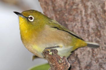 Japanese White-eye Image @ Kiwifoto.com