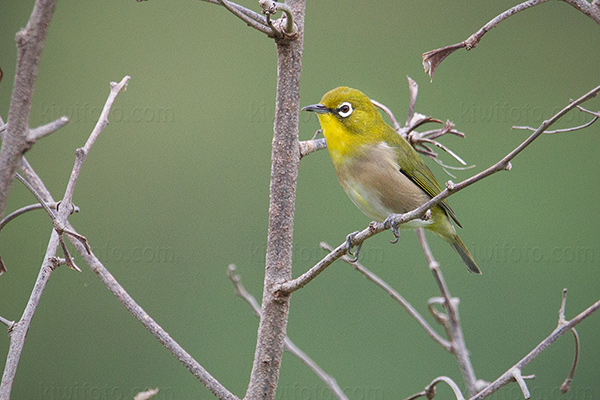 Japanese White-eye Photo @ Kiwifoto.com