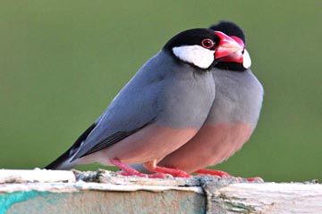 Java Sparrow Photo @ Kiwifoto.com