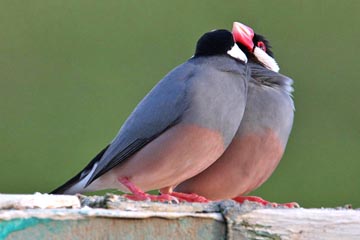 Java Sparrow Picture @ Kiwifoto.com