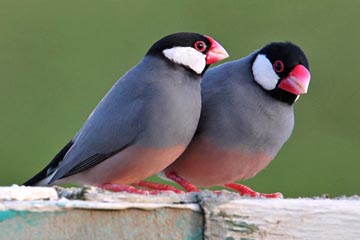 Java Sparrow Picture @ Kiwifoto.com