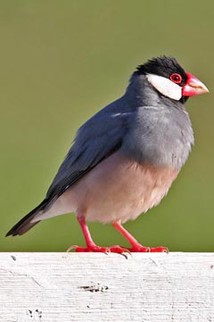 Java Sparrow Picture @ Kiwifoto.com