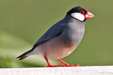 Java Sparrow Image @ Kiwifoto.com