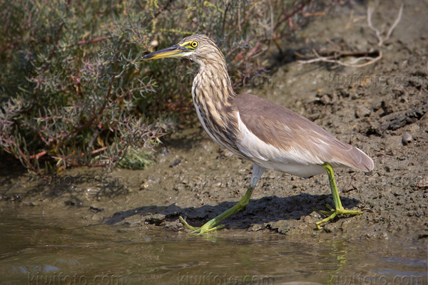 Javan Pond-Heron