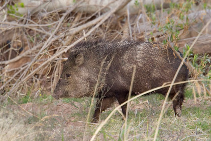 Javelina Photo @ Kiwifoto.com