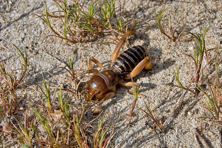 Jerusalem Cricket Image @ Kiwifoto.com
