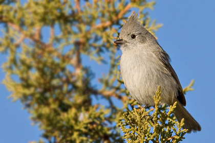 Juniper Titmouse Picture @ Kiwifoto.com