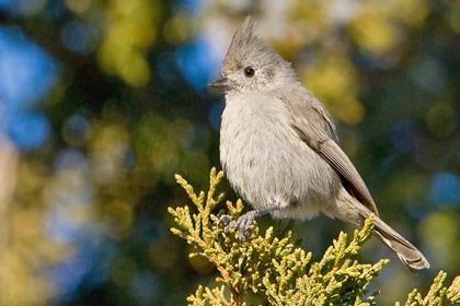 Juniper Titmouse Photo @ Kiwifoto.com