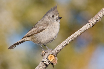 Juniper Titmouse