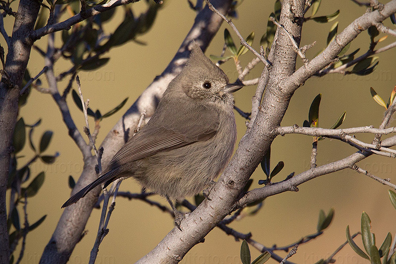 Juniper Titmouse @ Santa Fe (Randall Davey Audubon Center), NM