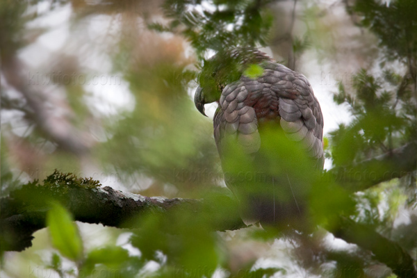 Kaka (N. m. meridionalis)