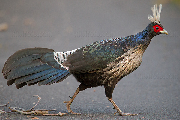 Kalij Pheasant Picture @ Kiwifoto.com