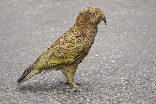 Kea Picture @ Kiwifoto.com