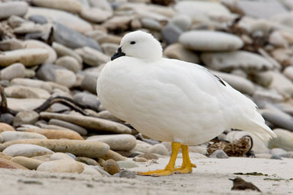 Kelp Goose Picture @ Kiwifoto.com