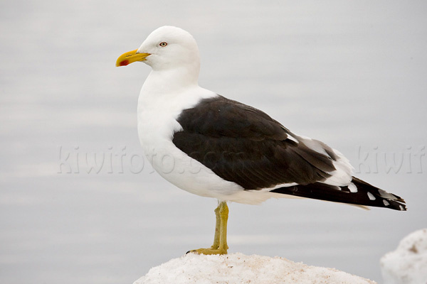 Kelp Gull Image @ Kiwifoto.com