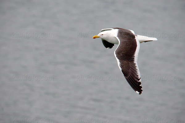 Kelp Gull Picture @ Kiwifoto.com