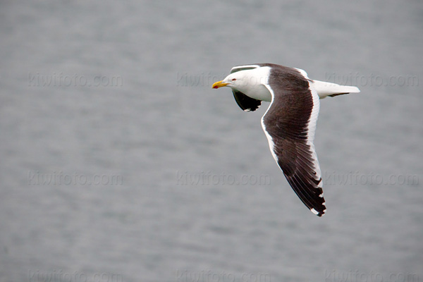 Kelp Gull Photo @ Kiwifoto.com