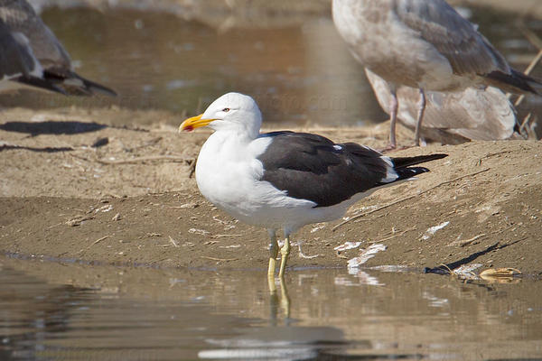 Kelp Gull Image @ Kiwifoto.com