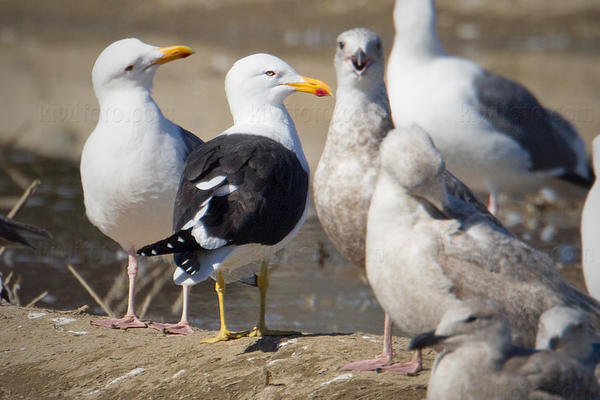 Kelp Gull Image @ Kiwifoto.com