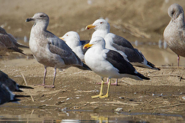 Kelp Gull Image @ Kiwifoto.com