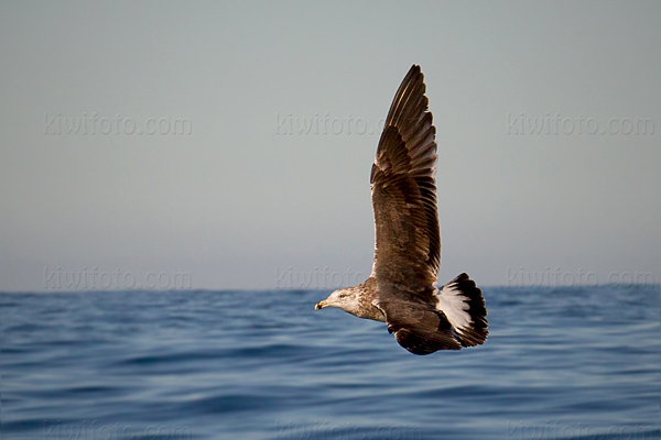 Kelp Gull Picture @ Kiwifoto.com