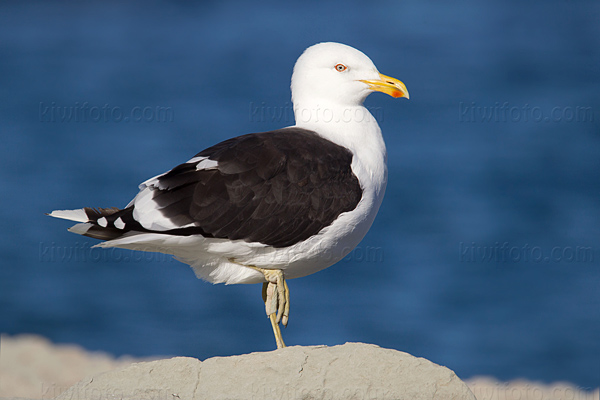 Kelp Gull (Southern Black-backed Gull 'Karoro')