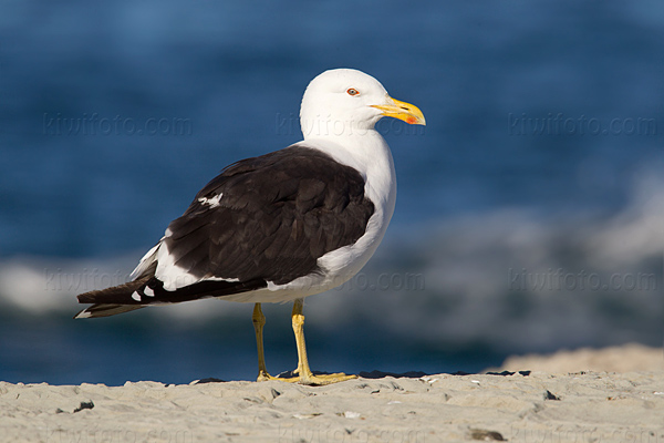 Kelp Gull Photo @ Kiwifoto.com