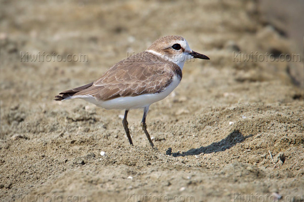 Kentish Plover Photo @ Kiwifoto.com