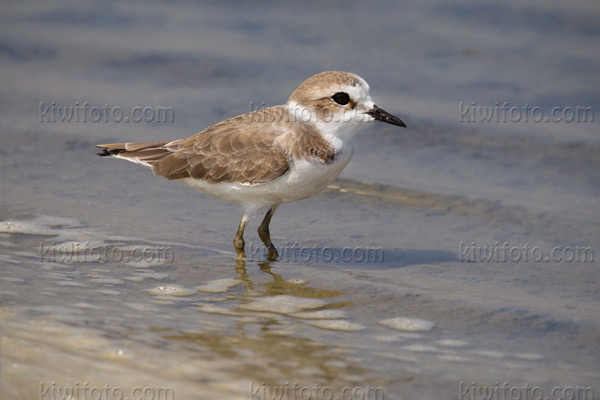 Kentish Plover Image @ Kiwifoto.com