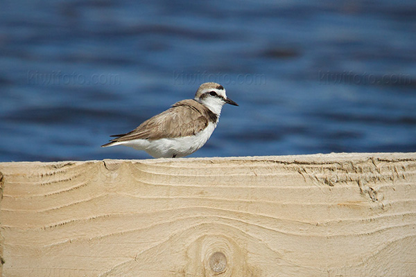 Kentish Plover Image @ Kiwifoto.com