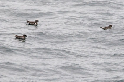 Kerguelen Petrel Image @ Kiwifoto.com