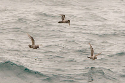 Kerguelen Petrel Photo @ Kiwifoto.com