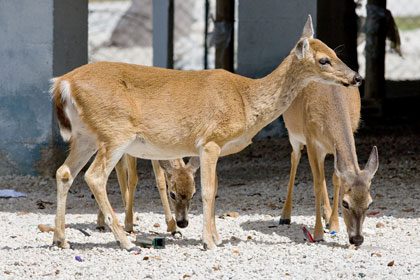 Key Deer Photo @ Kiwifoto.com