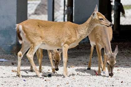 Key Deer Image @ Kiwifoto.com