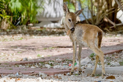 Key Deer Picture @ Kiwifoto.com