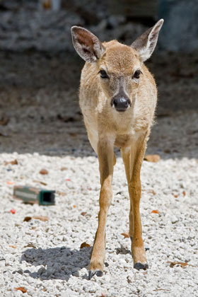 Key Deer Picture @ Kiwifoto.com