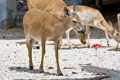 Key Deer Photo @ Kiwifoto.com