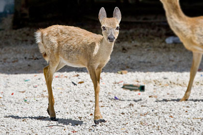 Key Deer Image @ Kiwifoto.com