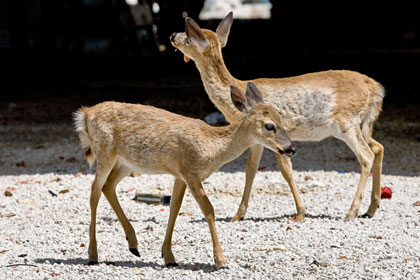 Key Deer Image @ Kiwifoto.com