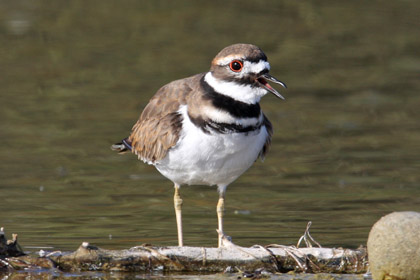 Killdeer Picture @ Kiwifoto.com