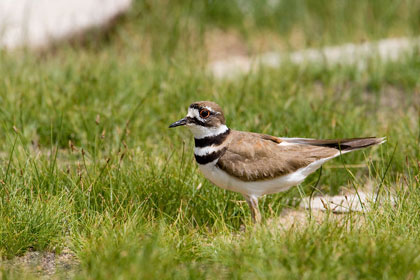 Killdeer Photo @ Kiwifoto.com