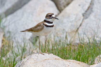 Killdeer Picture @ Kiwifoto.com