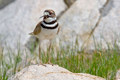 Killdeer Picture @ Kiwifoto.com