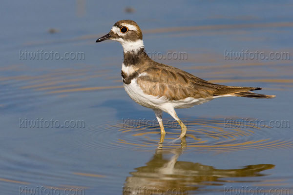 Killdeer Picture @ Kiwifoto.com